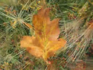 leaf animation