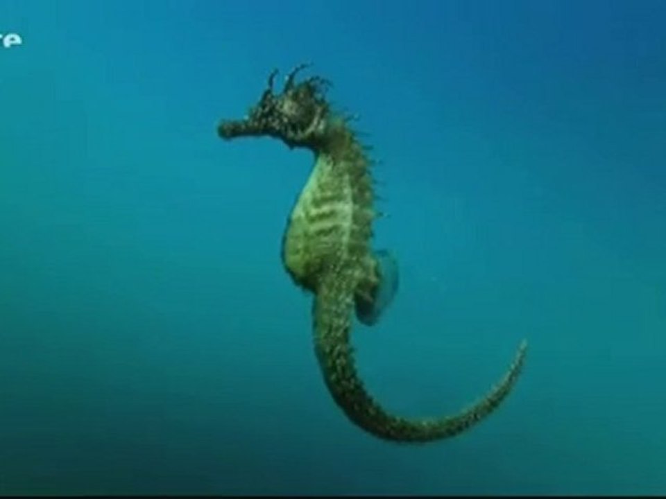 L'Hippocampe 1