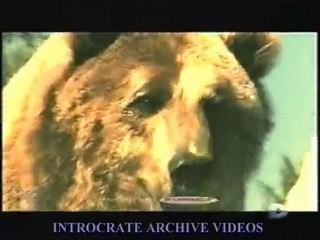 Dévoré Vivant, Ours Enragés - 2 de 3