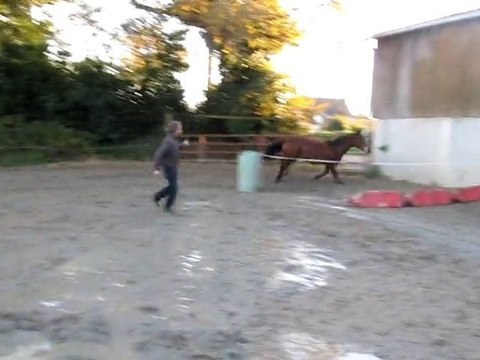 Ecuries du Nevez Tiego Del Sol