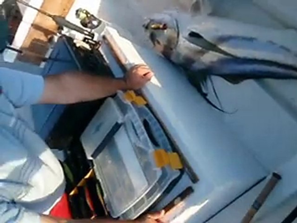 Rooster Fish  50 Lbs Samara Fishing Trip