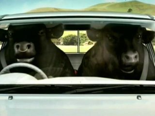 Attention : Taureaux au volant !