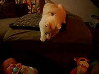 je bulle + toulouse voleur