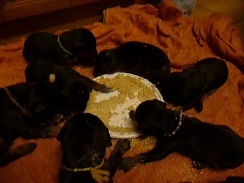 F-Litter Abyss x Zargo (17 days)