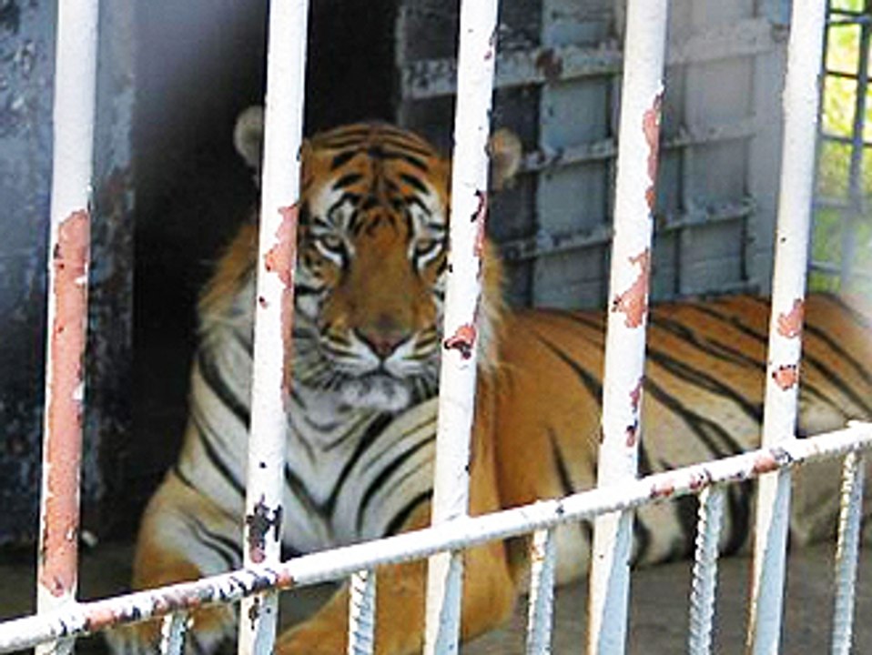 Help FREE Tony the Tiger!