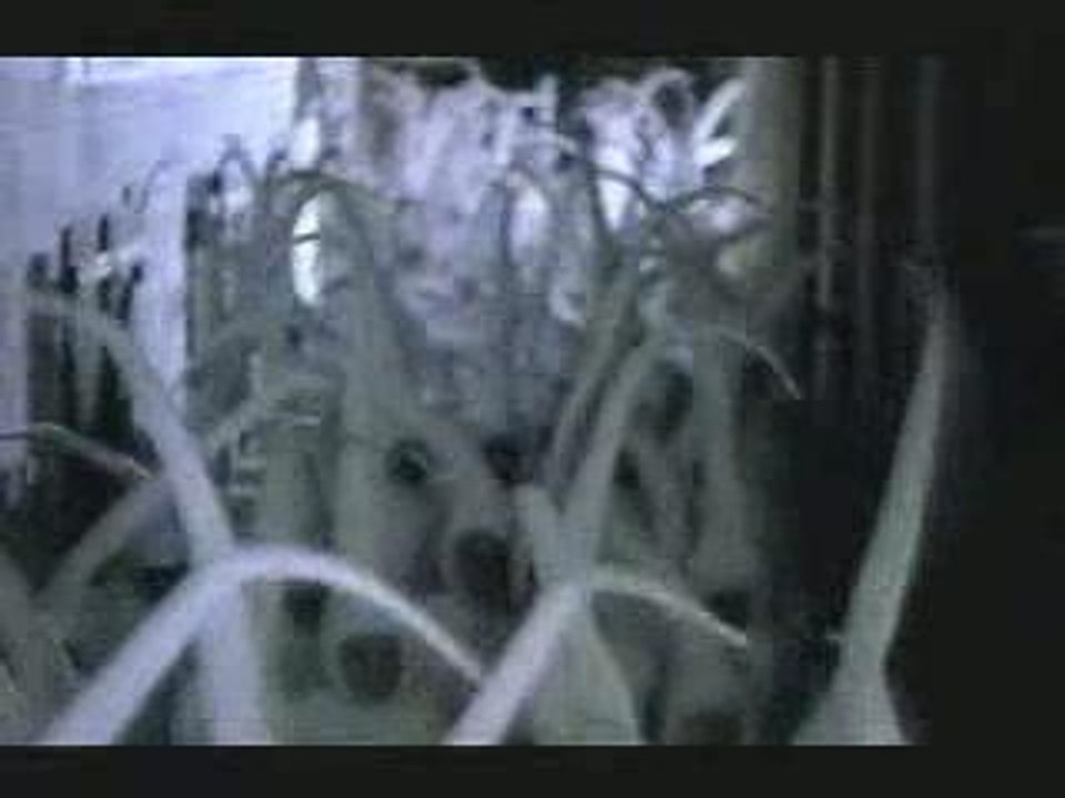 Spermatozoides