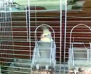 şampiyon-ıslık alarjisi-SULTAN PAPAĞANI