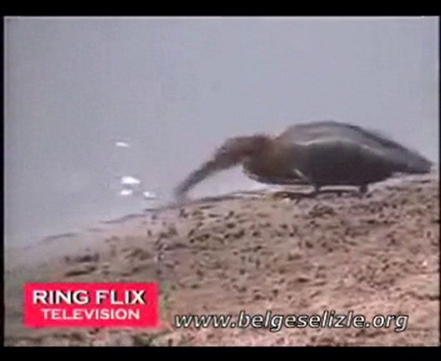 Balıkları ekmek vererek avlayan kuş - www.belgeselizle.org