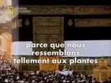 cheikh kichk - Théologie islamique - sourate Yassin part 2