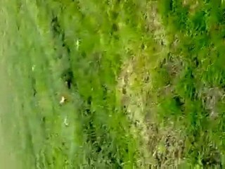 tzr 80rr pas régler :)