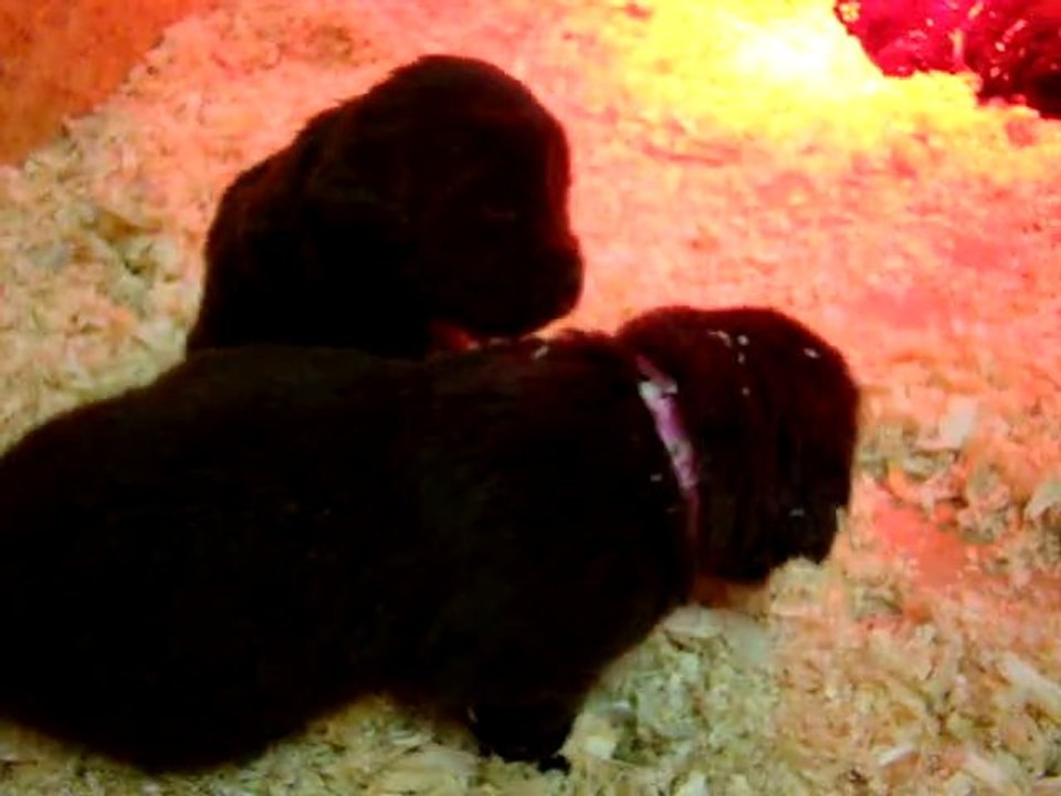 chiots dixie terre neuve marron de VALOYAN 08/12/2010