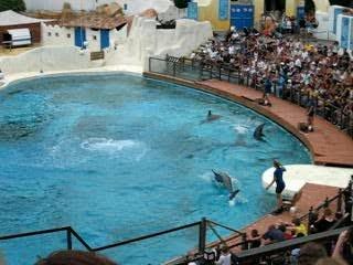 Spéctacle des dauphins