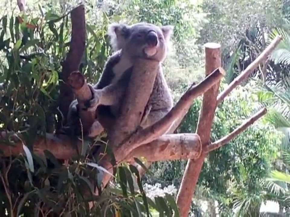 australie 2010