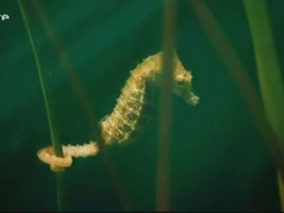 L'Hippocampe 2