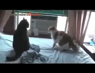 kediden-is-bitirici-vurus