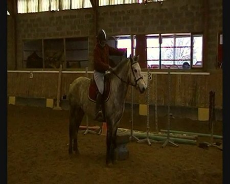 Charleville Pretty Polly - Ponette connemara - 4 ans - 1m46