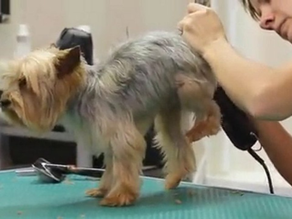 Москва: Скидка 62% на комплексный уход за вашим питомцем