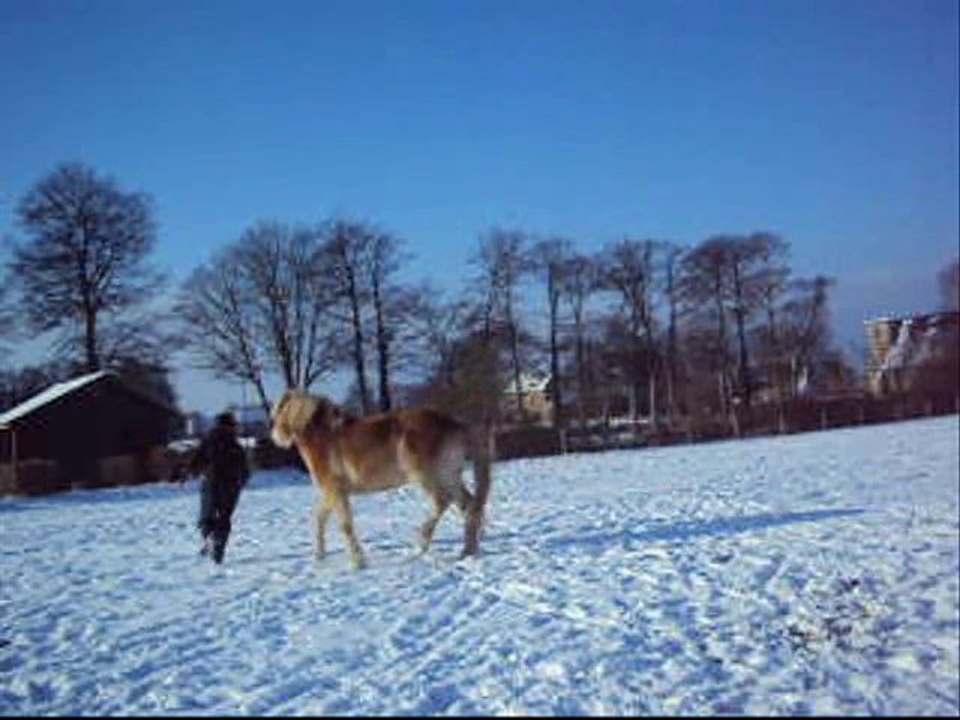 RAZ KOAT + NEIGE