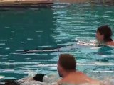 Et la qui je vois qui nage avé les dauphins???
