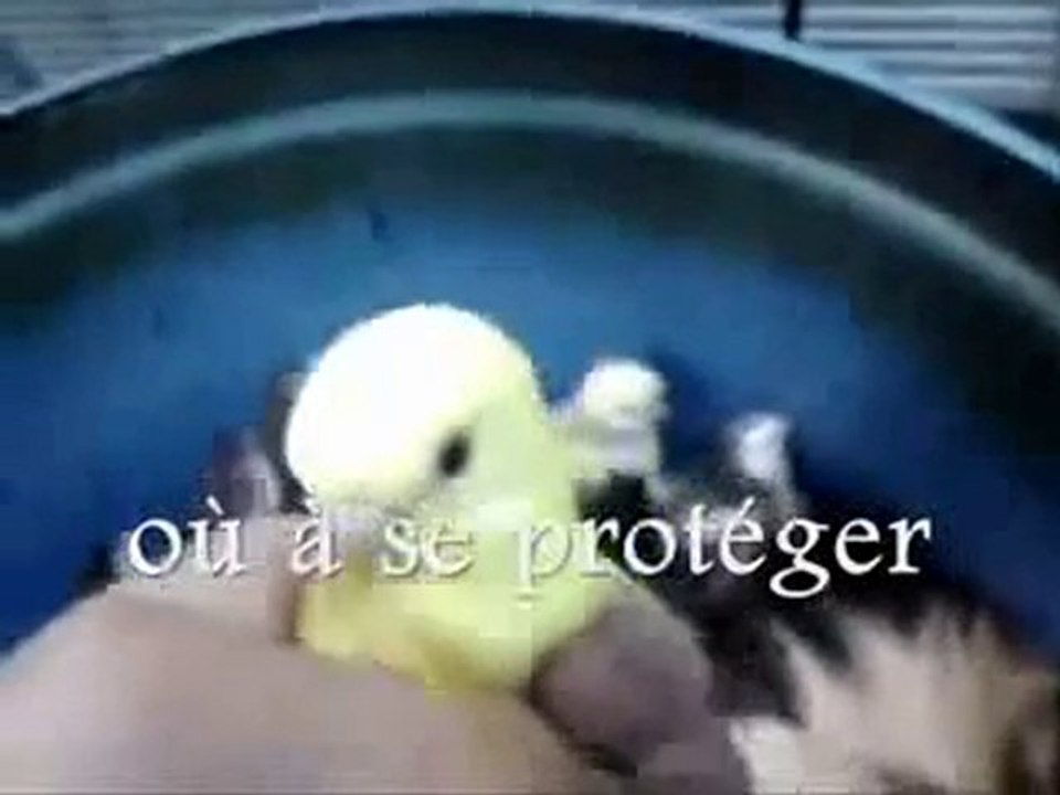 de l'empathie animale