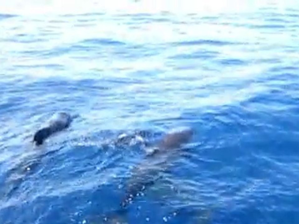 NAGE DAUPHINS