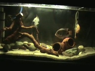 vieja argentea paratheraps synspilus severum