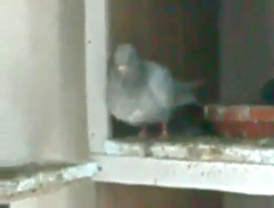 kumru güvercin video www.guvercinrehberi.com