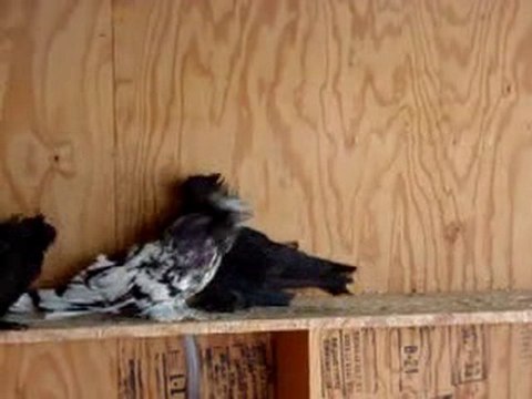 buhara güvercin kavga ediyor guvercinrehberi.com