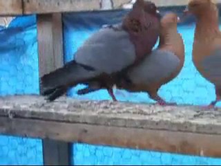 cinperi kur yapıyor www.guvercinurfa.com