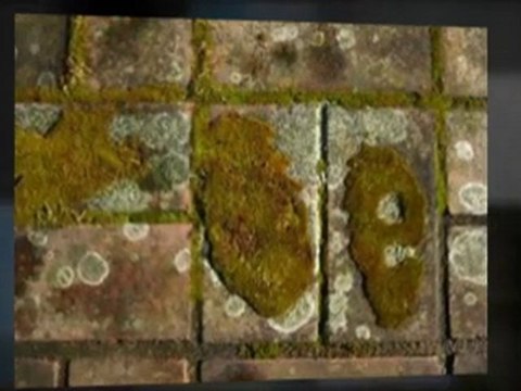 Roof Cleaning Portland Oregon (503)232-9295