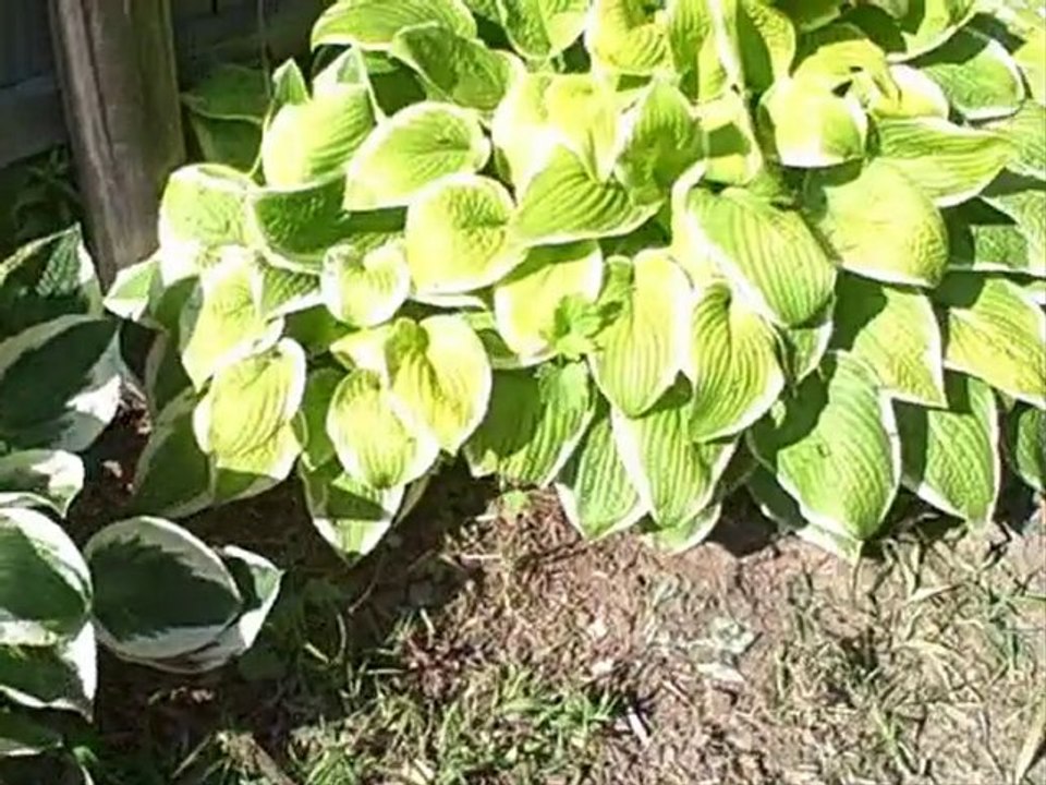 Hosta Collection At Picket Fence Greenhouse and Gardens