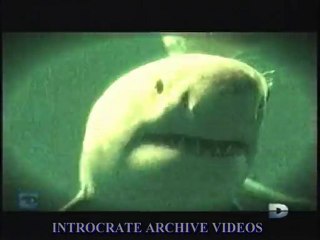 Dévoré Vivant, Requins - 3 de 3