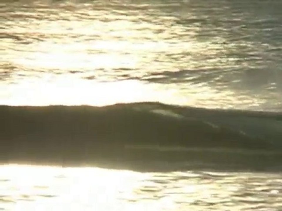 Sea Song by Holy Cow