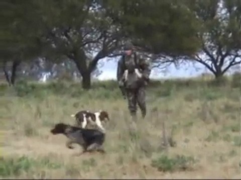Chasse Uruguay juillet 2009 chien d'arret 3