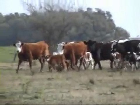 Chasse Uruguay juillet 2009 chien d'arret