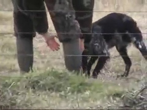 Chasse Uruguay juillet 2009 chien d'arret 1