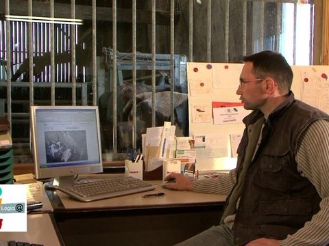 Vidéo surveillance d'un troupeau laitier