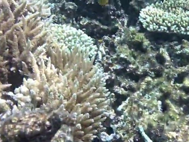 Kite Cruise 2010 Red Sea Scuba Diving