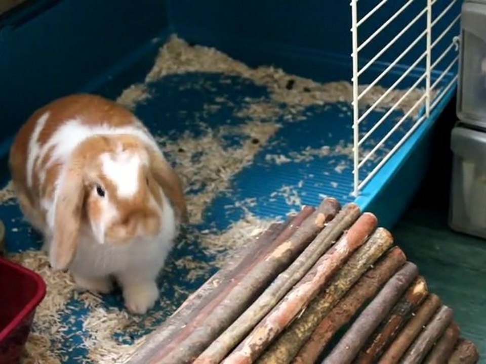 Noisette la fofolle