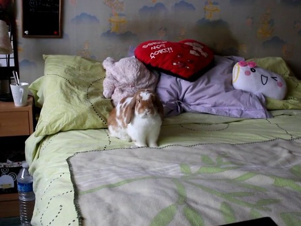 Noisette pete un cable