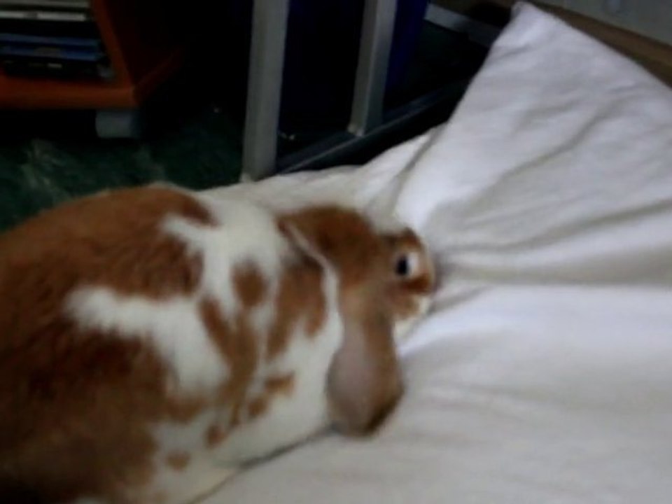 Encore Noisette...