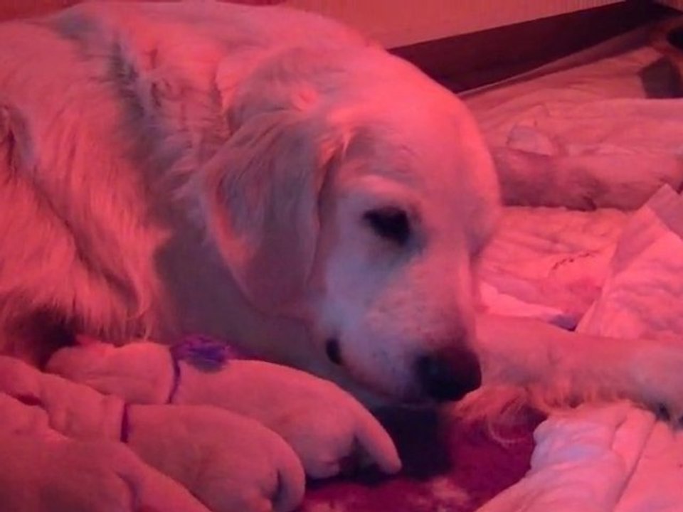 Les bébés de Lovelly