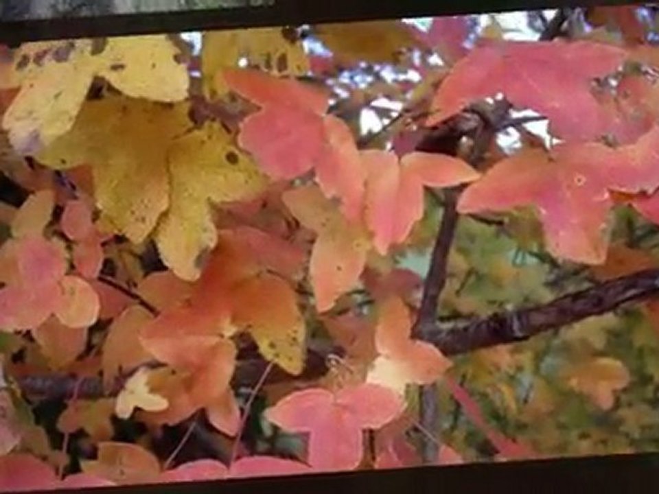 COULEURS D'AUTOMNE