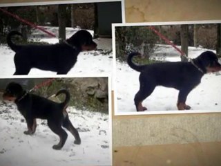 FILA VON DER WHAREN KRAFT