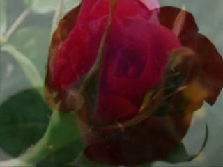 Султон Али Рахманов Танго _ VBOX7