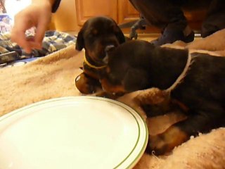 F-Litter Abyss x Zargo (16 days)