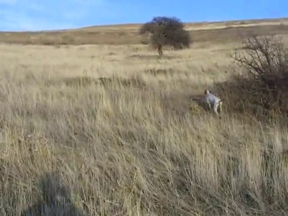 jaryo oddy çil keklik ferma