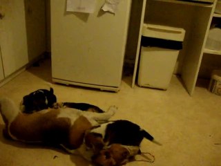 CHIIE et ses chiots jouent