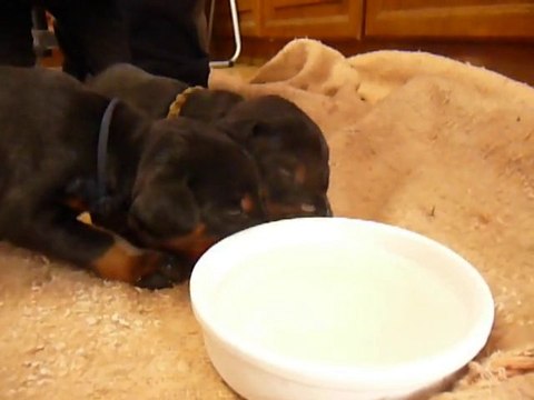 F-Litter Abyss x Zargo (16 days)