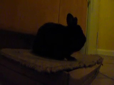 Vadrouille le petit lapin